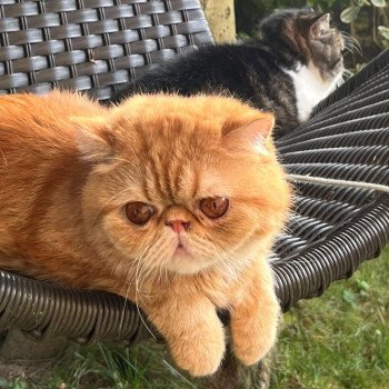 chaton Exotic Shorthair red blotched tabby Ténor Chatterie Katzarolli chaton Exotic Shorthair red blotched tabby Ténor Chatterie Katzarolli