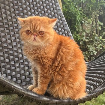chaton Exotic Shorthair red blotched tabby Ténor Chatterie Katzarolli chaton Exotic Shorthair red blotched tabby Ténor Chatterie Katzarolli