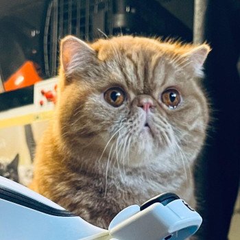 chaton Exotic Shorthair red blotched tabby Ténor Chatterie Katzarolli