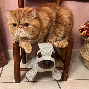 chaton Exotic Shorthair red blotched tabby Ténor Chatterie Katzarolli