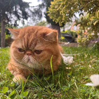 chaton Exotic Shorthair red blotched tabby Ténor Chatterie Katzarolli