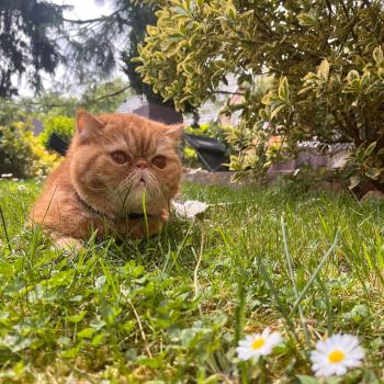 chaton Exotic Shorthair red blotched tabby Ténor Chatterie Katzarolli