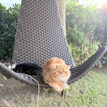 chaton Exotic Shorthair red blotched tabby Ténor Chatterie Katzarolli