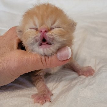 chaton Exotic Shorthair red blotched tabby Chatterie Katzarolli