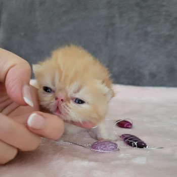 chaton Exotic Shorthair red blotched tabby Chatterie Katzarolli chaton Exotic Shorthair red blotched tabby Chatterie Katzarolli