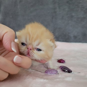 chaton Exotic Shorthair red blotched tabby Chatterie Katzarolli