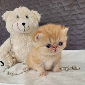 chaton Exotic Shorthair red blotched tabby T.... Chatterie Katzarolli