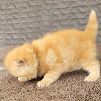 chaton Exotic Shorthair red blotched tabby T.... Chatterie Katzarolli