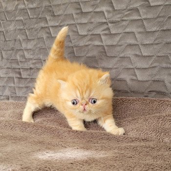 chaton Exotic Shorthair red blotched tabby T.... Chatterie Katzarolli