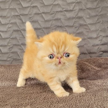 chaton Exotic Shorthair red blotched tabby T.... Chatterie Katzarolli