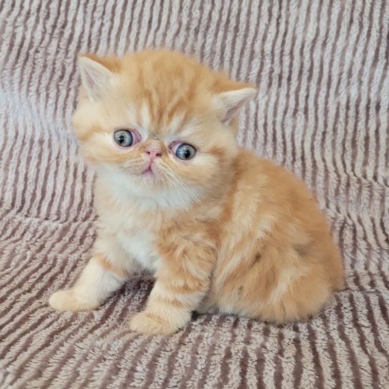 Ténor Mâle Exotic Shorthair Ténor Mâle Exotic Shorthair