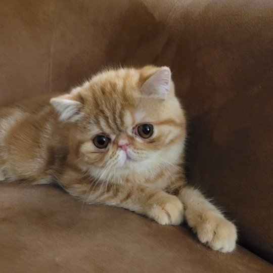 Ténor Mâle Exotic Shorthair