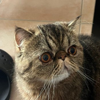 chaton Exotic Shorthair brown spotted tabby Titus Chatterie Katzarolli chaton Exotic Shorthair brown spotted tabby Titus Chatterie Katzarolli