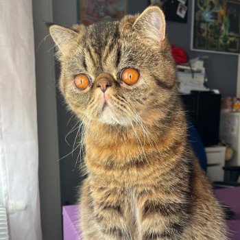 chaton Exotic Shorthair brown spotted tabby Titus Chatterie Katzarolli chaton Exotic Shorthair brown spotted tabby Titus Chatterie Katzarolli
