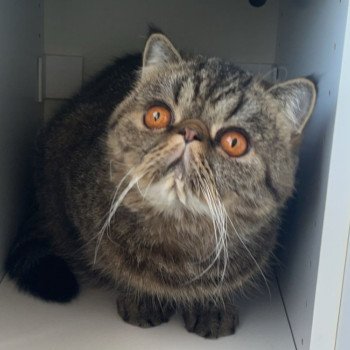 chaton Exotic Shorthair brown spotted tabby Titus Chatterie Katzarolli chaton Exotic Shorthair brown spotted tabby Titus Chatterie Katzarolli