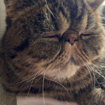 chaton Exotic Shorthair brown spotted tabby Titus Chatterie Katzarolli chaton Exotic Shorthair brown spotted tabby Titus Chatterie Katzarolli