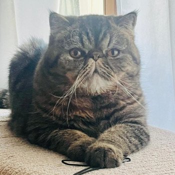 chaton Exotic Shorthair brown spotted tabby Titus Chatterie Katzarolli chaton Exotic Shorthair brown spotted tabby Titus Chatterie Katzarolli