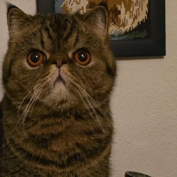 chaton Exotic Shorthair brown spotted tabby Titus Chatterie Katzarolli