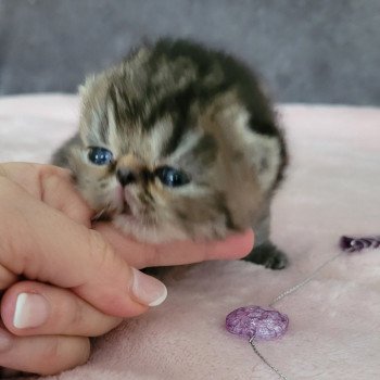chaton Exotic Shorthair brown spotted tabby Chatterie Katzarolli chaton Exotic Shorthair brown spotted tabby Chatterie Katzarolli
