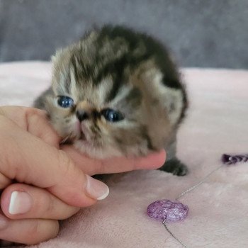 chaton Exotic Shorthair brown spotted tabby Chatterie Katzarolli