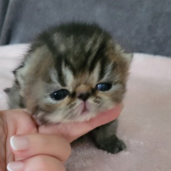 chaton Exotic Shorthair brown spotted tabby Chatterie Katzarolli