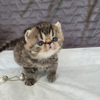 chaton Exotic Shorthair brown spotted tabby TSUKI Chatterie Katzarolli