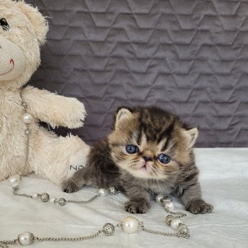 chaton Exotic Shorthair brown spotted tabby TSUKI Chatterie Katzarolli