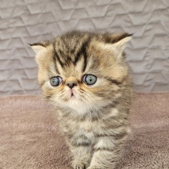 chaton Exotic Shorthair brown spotted tabby TSUKI Chatterie Katzarolli