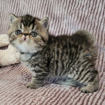 chaton Exotic Shorthair brown spotted tabby Tsuki Chatterie Katzarolli chaton Exotic Shorthair brown spotted tabby Tsuki Chatterie Katzarolli