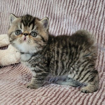 chaton Exotic Shorthair brown spotted tabby Tsuki Chatterie Katzarolli