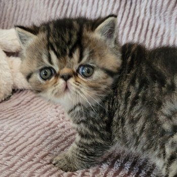 chaton Exotic Shorthair brown spotted tabby Tsuki Chatterie Katzarolli