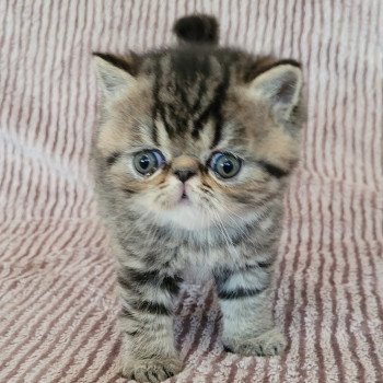 chaton Exotic Shorthair brown spotted tabby Tsuki Chatterie Katzarolli chaton Exotic Shorthair brown spotted tabby Tsuki Chatterie Katzarolli