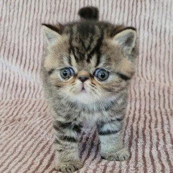 chaton Exotic Shorthair brown spotted tabby Tsuki Chatterie Katzarolli