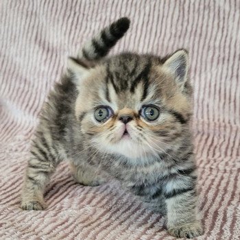 chaton Exotic Shorthair brown spotted tabby Tsuki Chatterie Katzarolli