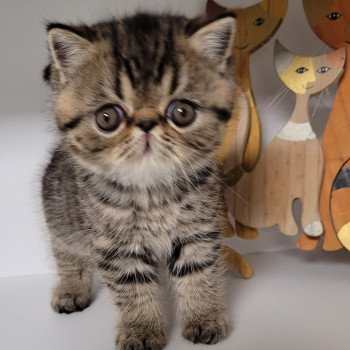 chaton Exotic Shorthair brown spotted tabby T.......... Chatterie Katzarolli chaton Exotic Shorthair brown spotted tabby T.......... Chatterie Katzarolli