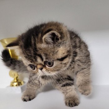 chaton Exotic Shorthair brown spotted tabby T.......... Chatterie Katzarolli chaton Exotic Shorthair brown spotted tabby T.......... Chatterie Katzarolli
