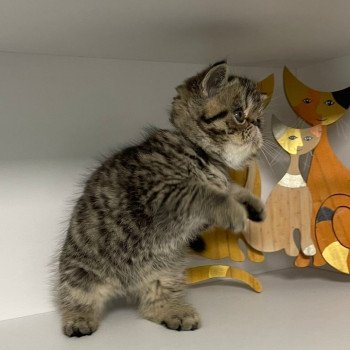 chaton Exotic Shorthair brown spotted tabby T.......... Chatterie Katzarolli chaton Exotic Shorthair brown spotted tabby T.......... Chatterie Katzarolli