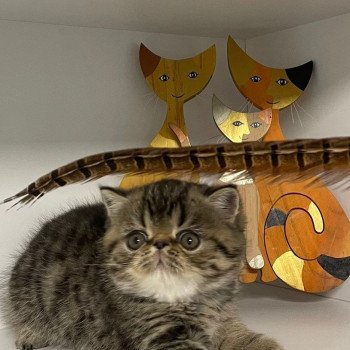 chaton Exotic Shorthair brown spotted tabby T.......... Chatterie Katzarolli