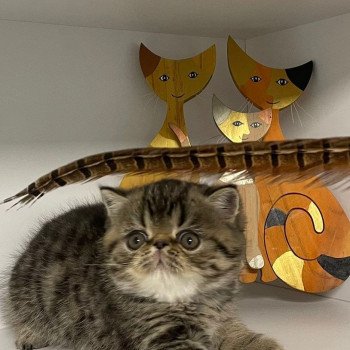 chaton Exotic Shorthair brown spotted tabby T.......... Chatterie Katzarolli chaton Exotic Shorthair brown spotted tabby T.......... Chatterie Katzarolli