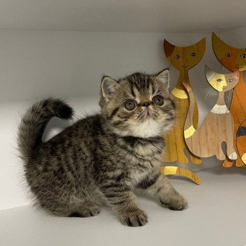 chaton Exotic Shorthair brown spotted tabby T.......... Chatterie Katzarolli chaton Exotic Shorthair brown spotted tabby T.......... Chatterie Katzarolli