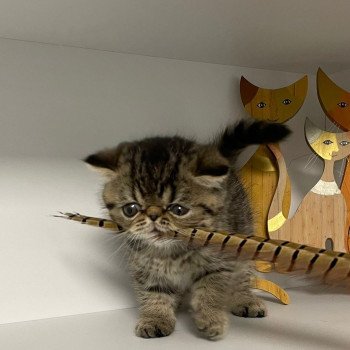 chaton Exotic Shorthair brown spotted tabby T.......... Chatterie Katzarolli chaton Exotic Shorthair brown spotted tabby T.......... Chatterie Katzarolli