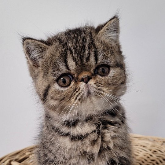 Titus Mâle Exotic Shorthair