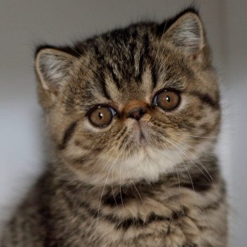 chaton Exotic Shorthair brown spotted tabby Titus Chatterie Katzarolli