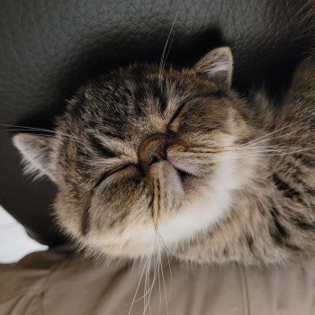 chaton Exotic Shorthair brown spotted tabby Titus Chatterie Katzarolli