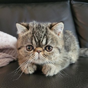 chaton Exotic Shorthair brown spotted tabby Titus Chatterie Katzarolli