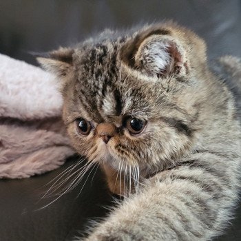 chaton Exotic Shorthair brown spotted tabby Titus Chatterie Katzarolli