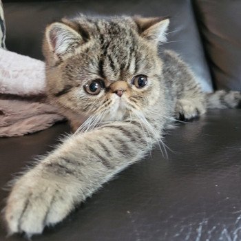 chaton Exotic Shorthair brown spotted tabby Titus Chatterie Katzarolli