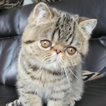 chaton Exotic Shorthair brown spotted tabby Titus Chatterie Katzarolli