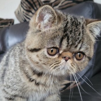 chaton Exotic Shorthair brown spotted tabby Titus Chatterie Katzarolli