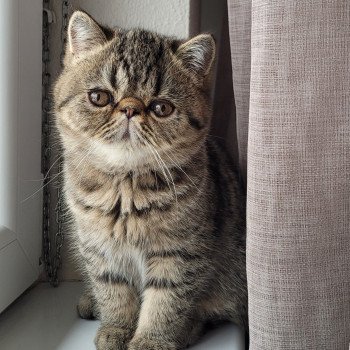 chaton Exotic Shorthair brown spotted tabby Titus Chatterie Katzarolli